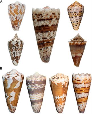 Non-Peptidic Small Molecule Components from Cone Snail Venoms